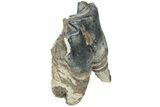 Fossil Woolly Rhino (Coelodonta) Tooth - Siberia #225589-3